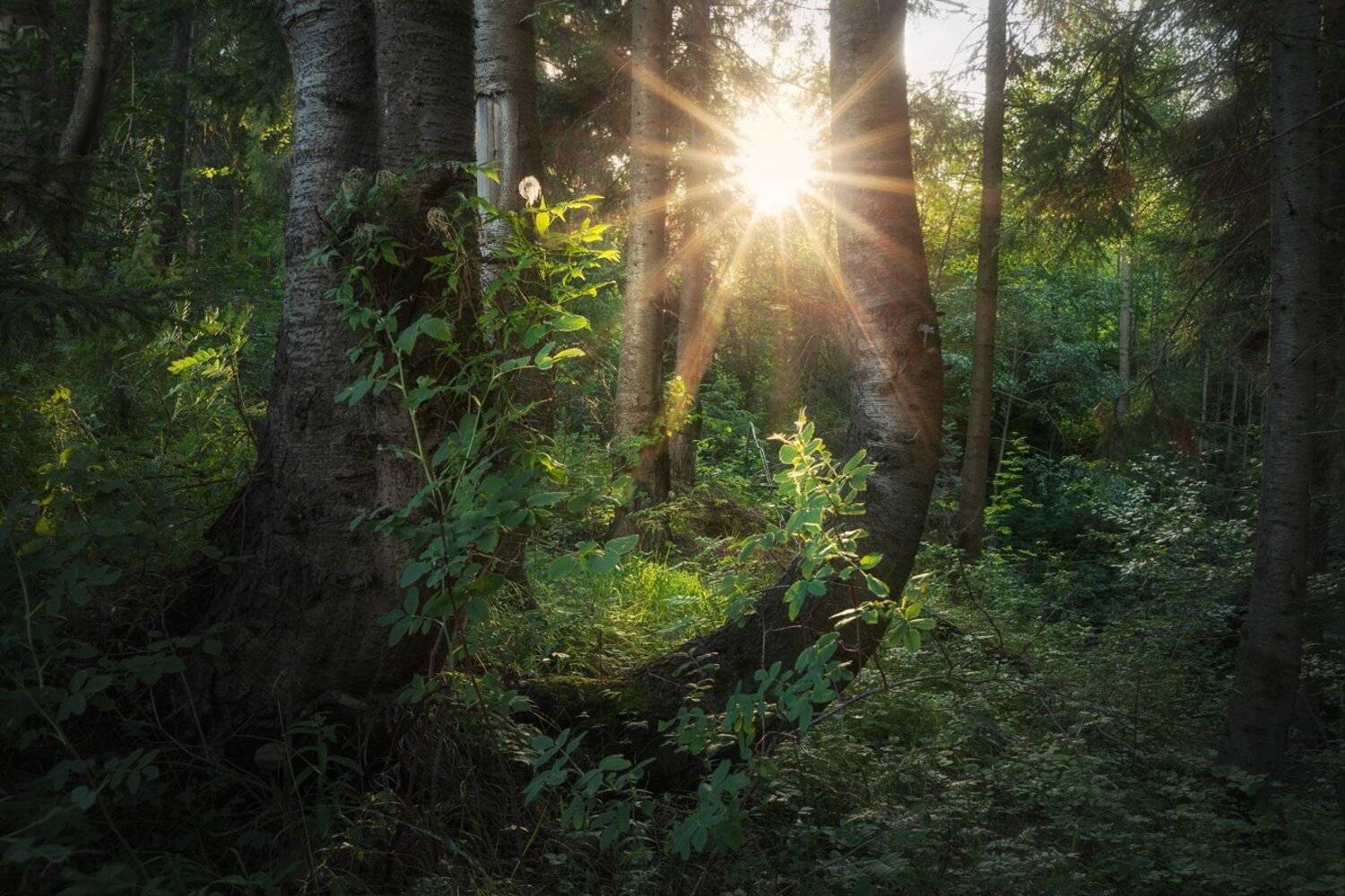 Лес, листва, солнечный свет, лучи, деревья, лето, Смольский Евгений