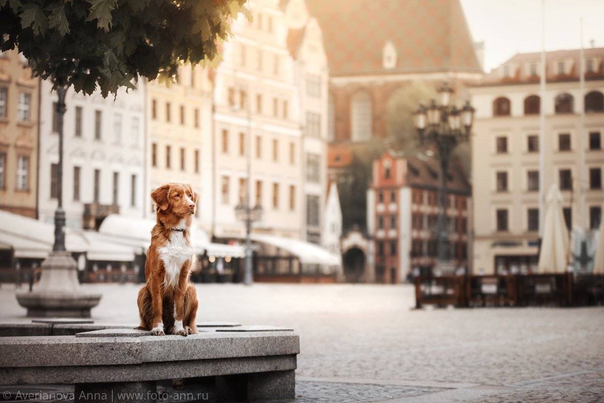 Город, собака, Польша, Вроцлав, Анна Аверьянова