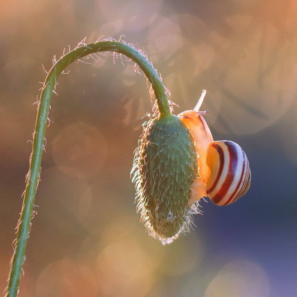 , Pawel Plucinski