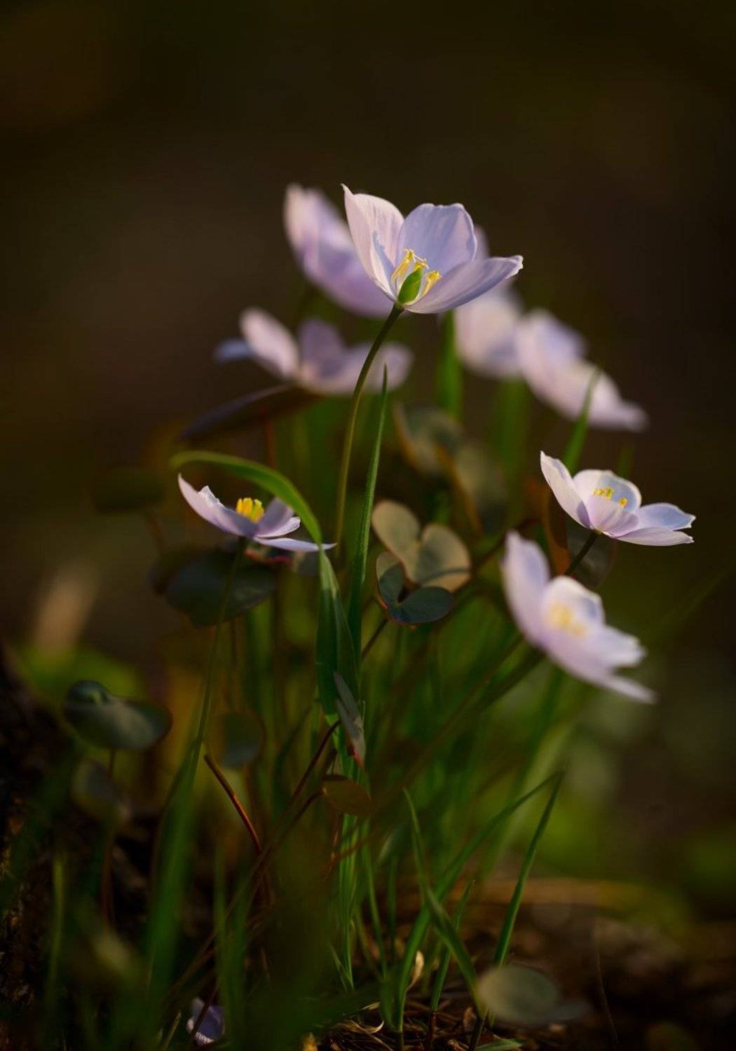 цветы, весна,, Евгений Паршуков