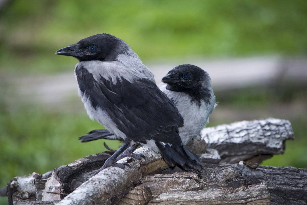 , Марина Никулина