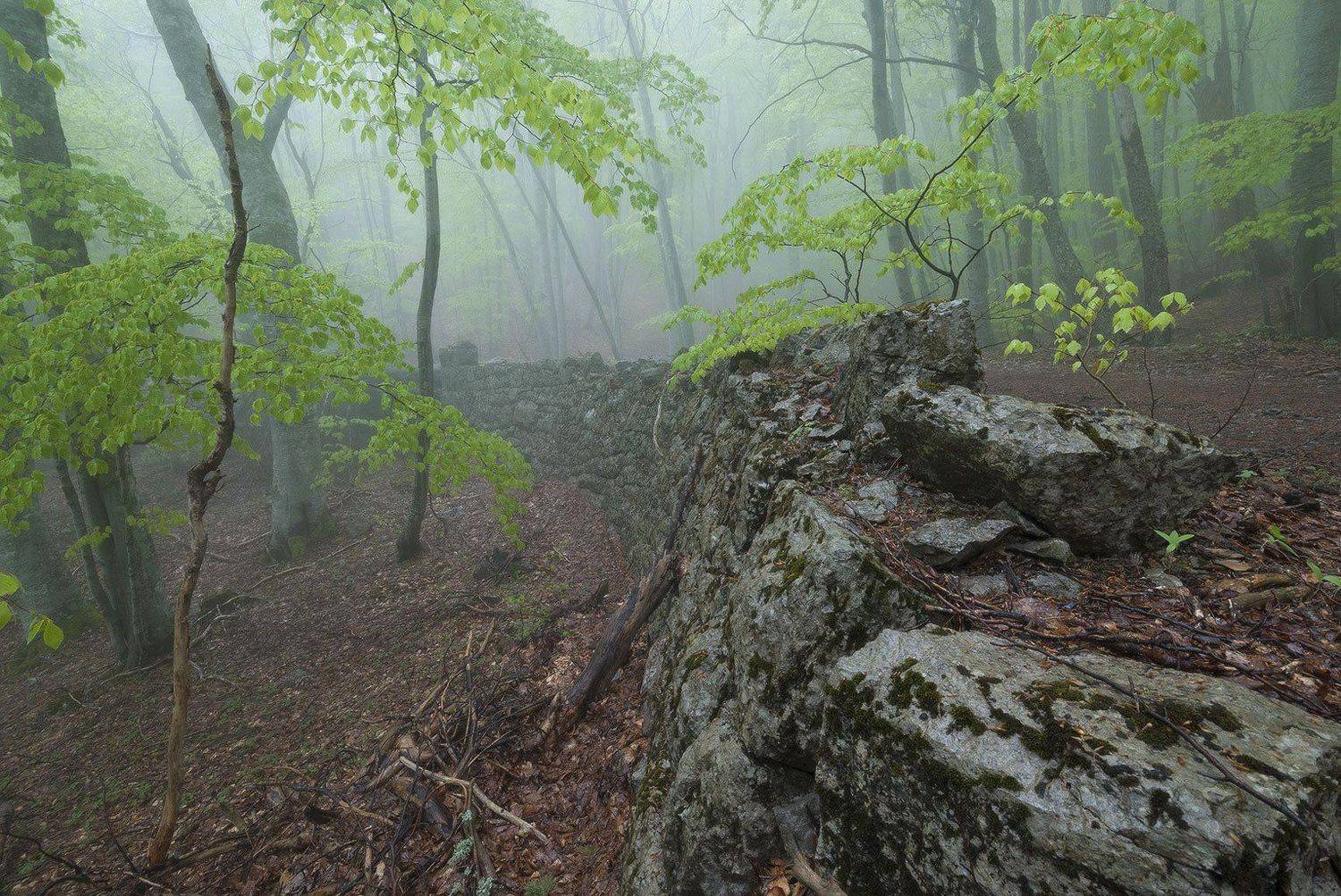 , Саша  Вайсберг / Waldschnepfe /