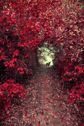 Magical Garden