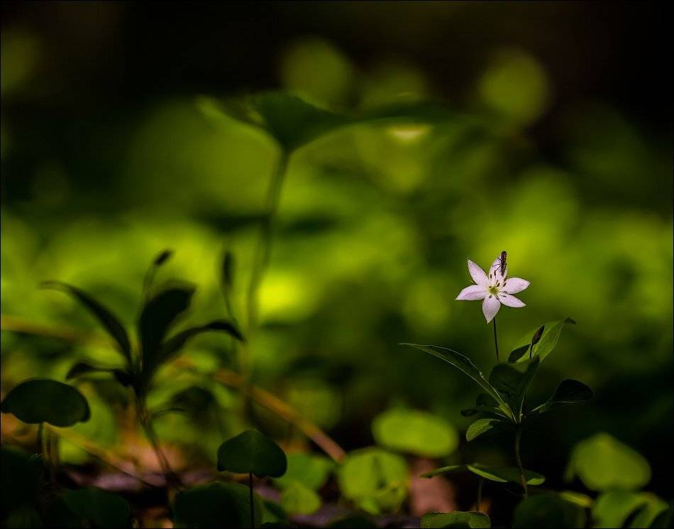 , Бурлов Андрей