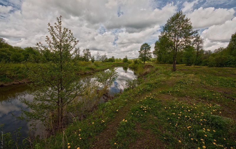 Вино из одуванчиков.. фото превью