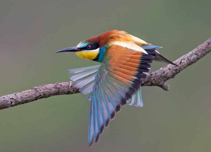 merops фото превью