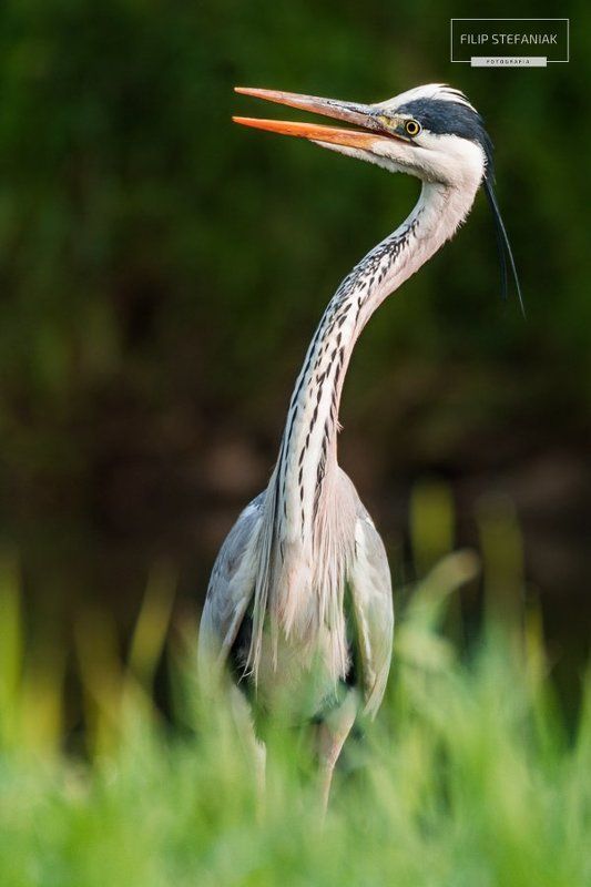 Morning Scream фото превью