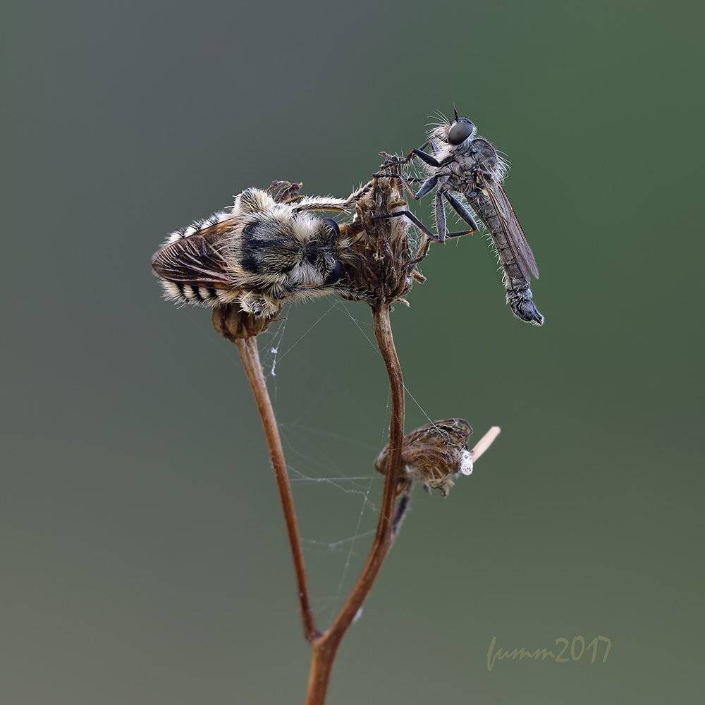 , Игорь ФУММ