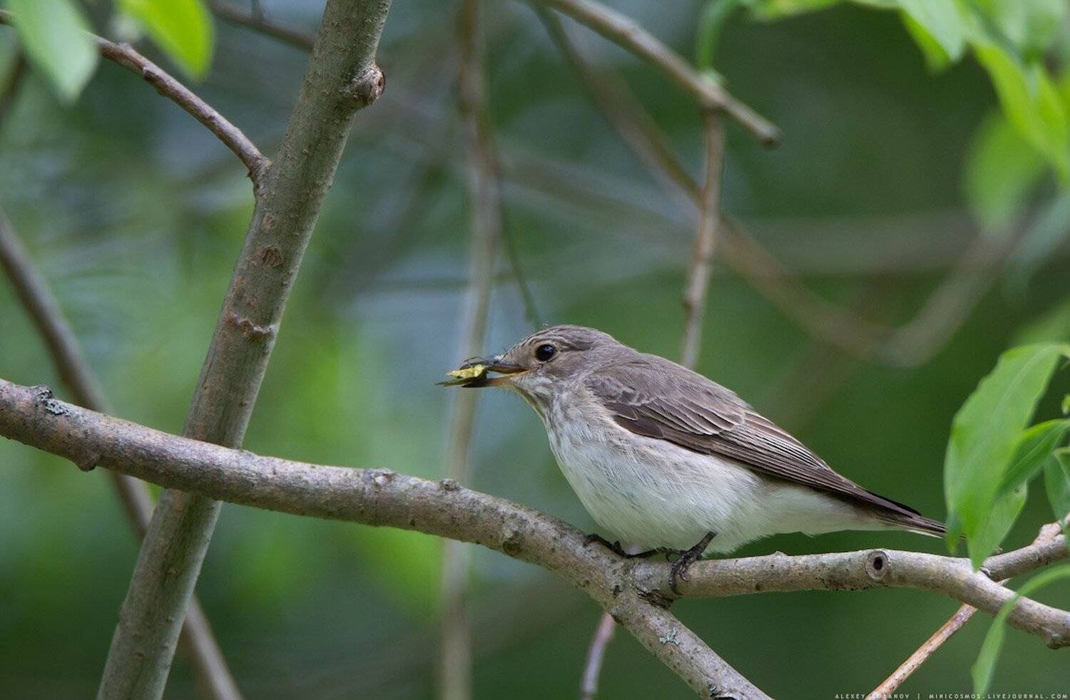 , Алексей Лобанов