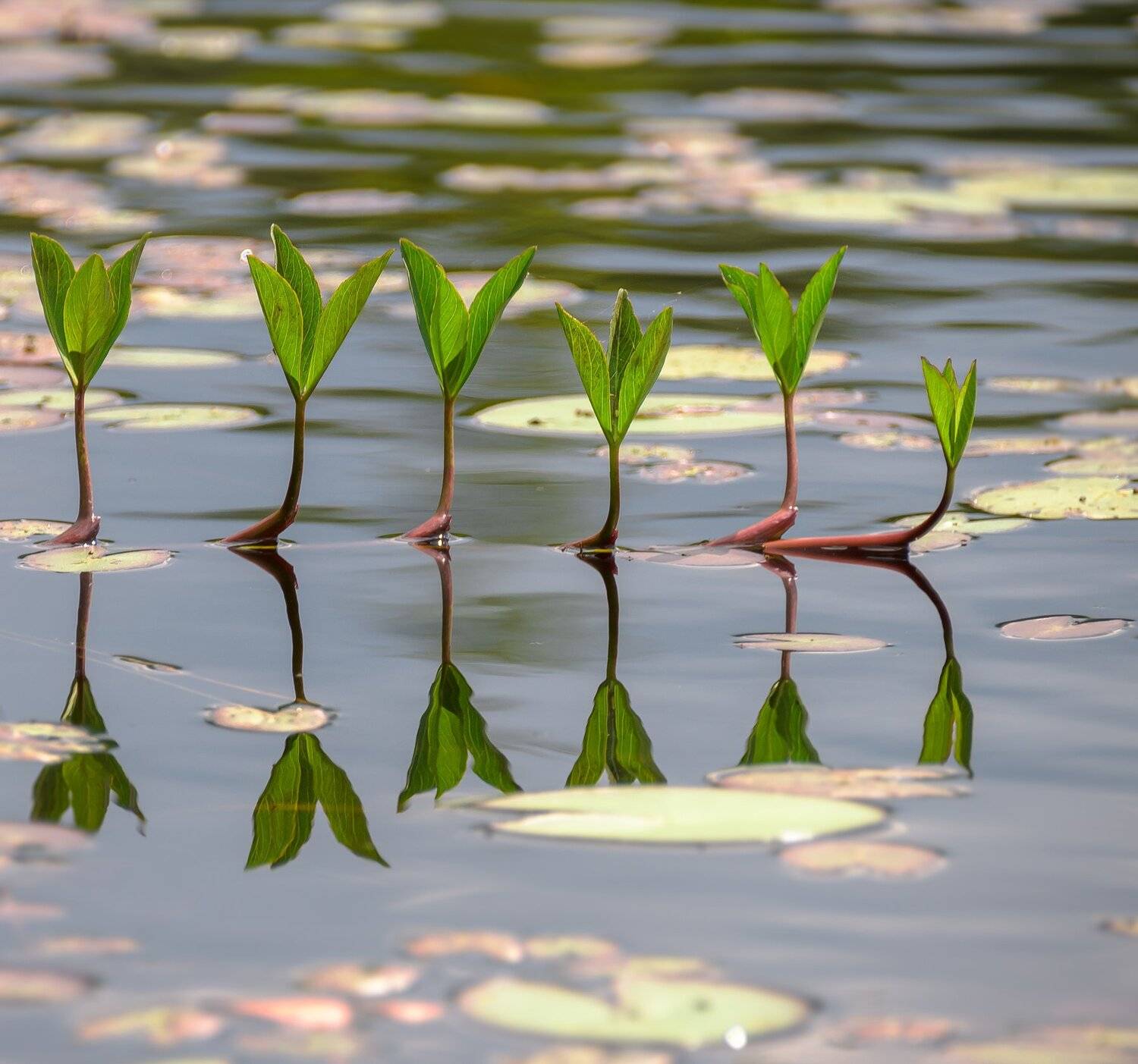 вахта трёхлистная, menyanthes trifoliata, растение, вода, озеро, лето, Ксения Соварцева