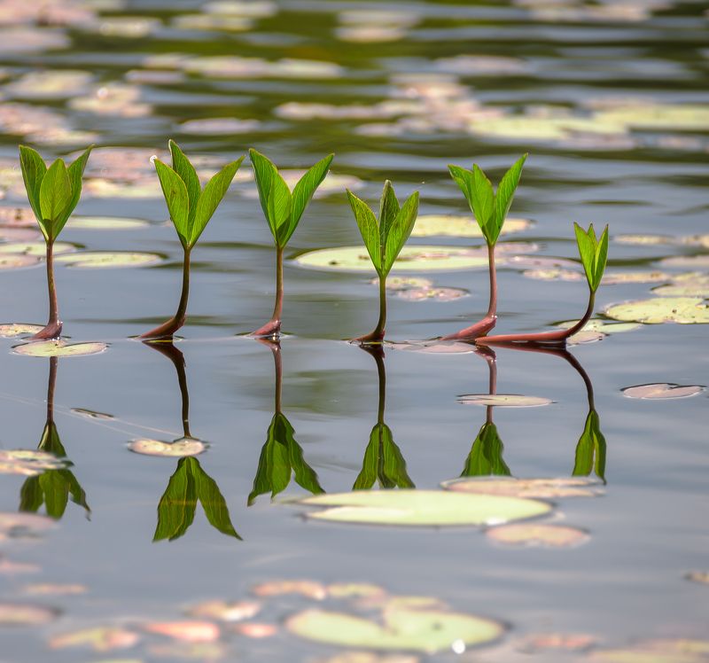 Озёрный узор фото превью
