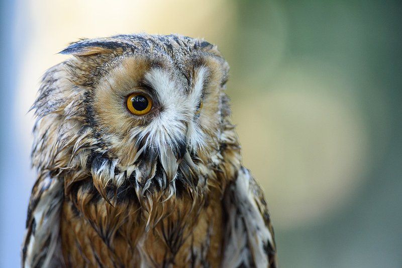 Long-eared Owl фото превью