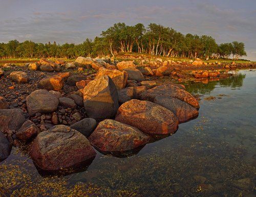 Танцующие березки
