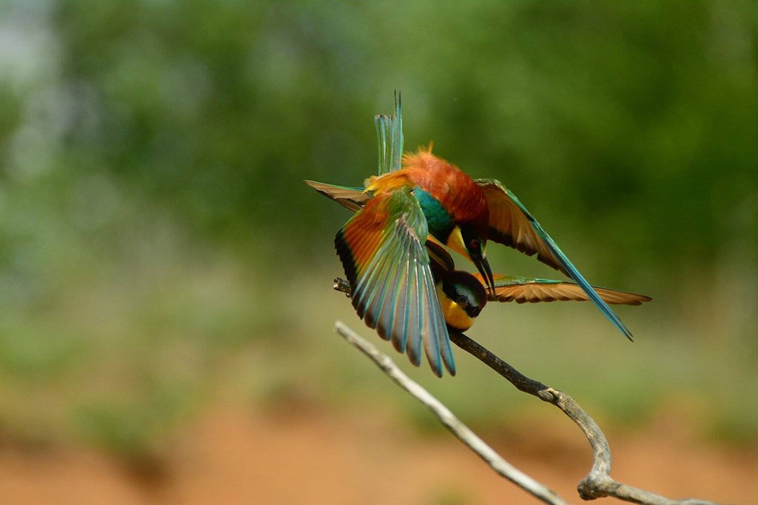 , Анатолий Зверев