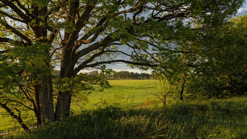 Тверь, Тверская область, Лето, Природа, Пейзаж *** фото превью
