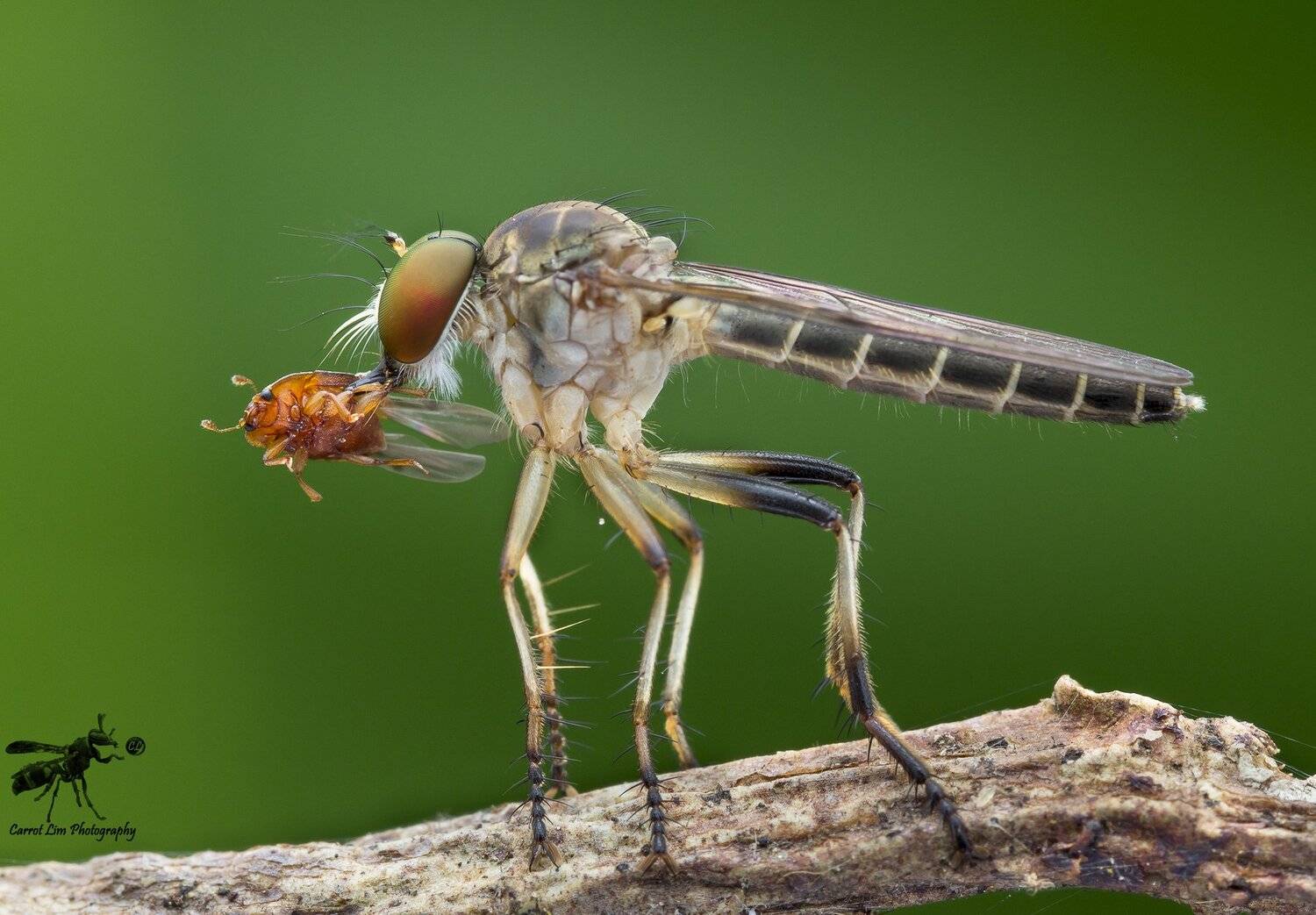 #macro#robberfly#prey#colors, Choo How Lim