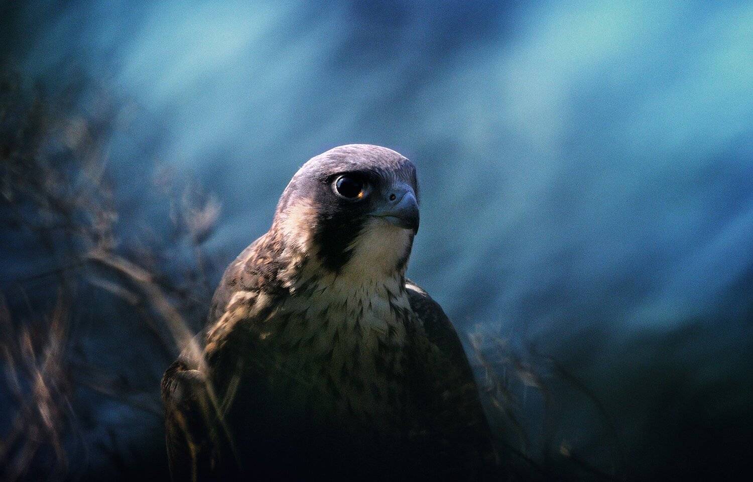 peregrine falcon, suk eun kim