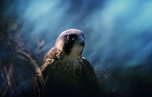 Peregrine Falcon