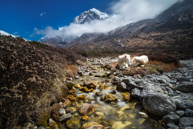 Лошадки..... фото превью
