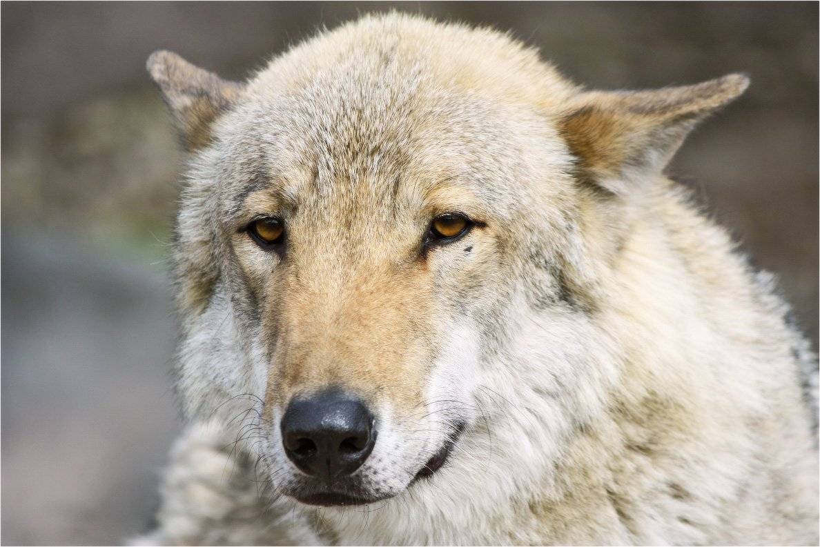 волк, КарОл