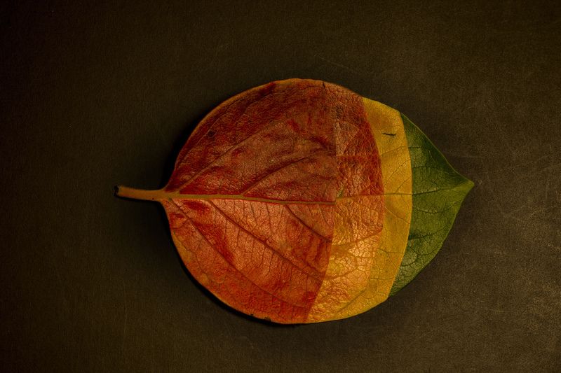 4 Seasons