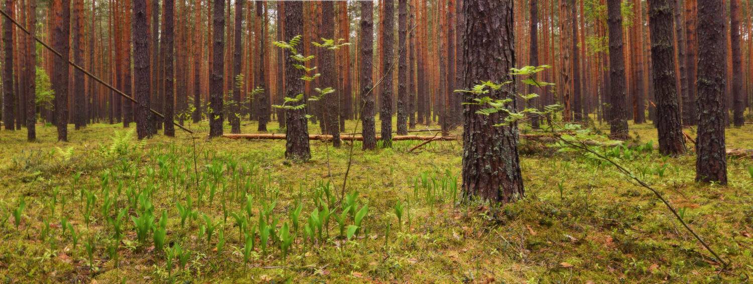 , Сергей Седов