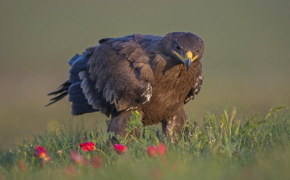 степной, Александр Маркелов