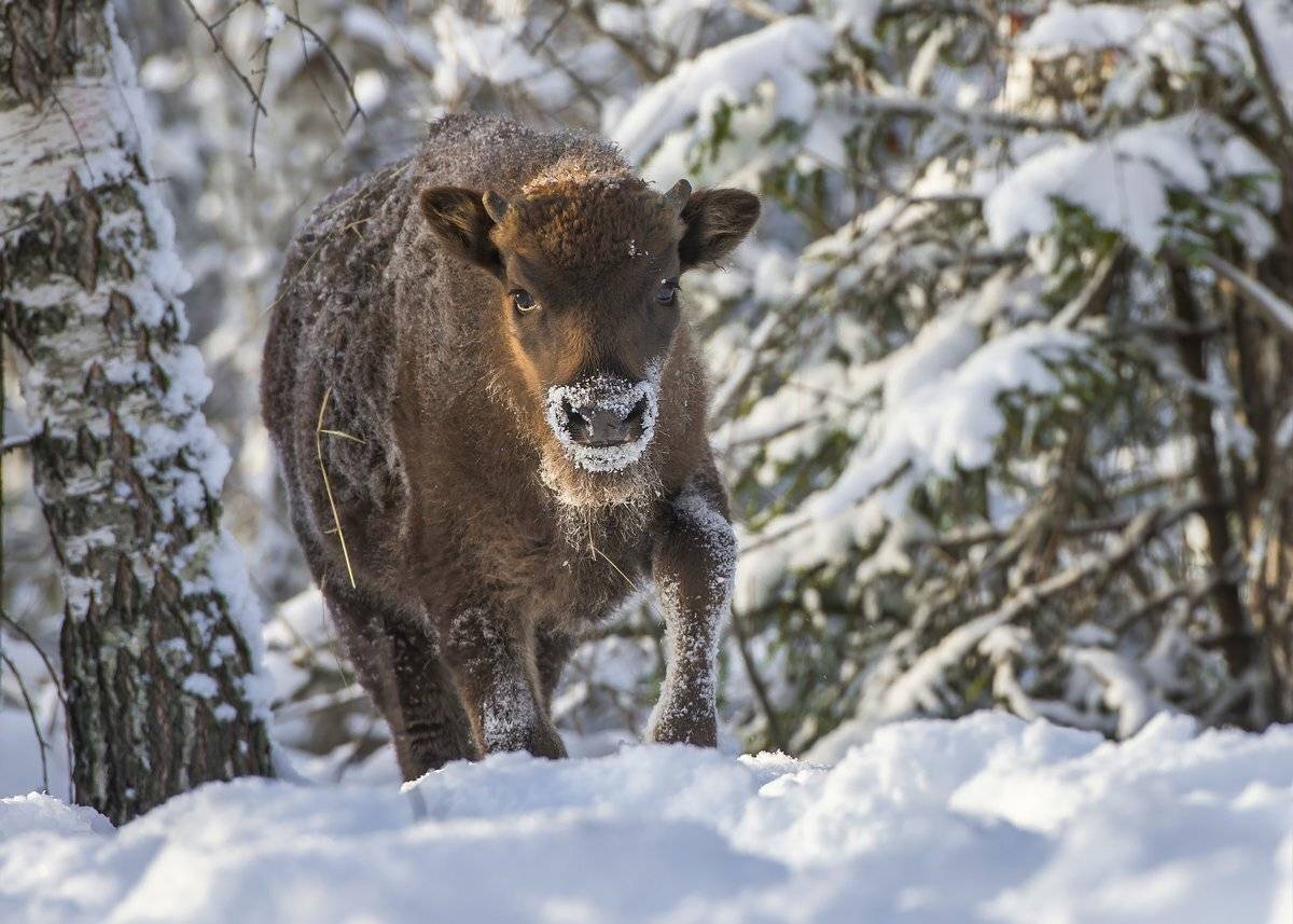 зубренок, Александр Маркелов