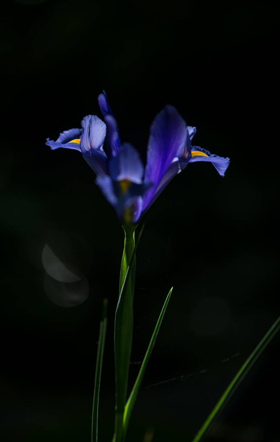 природа, макро, цветы, ирис,, Неля Рачкова