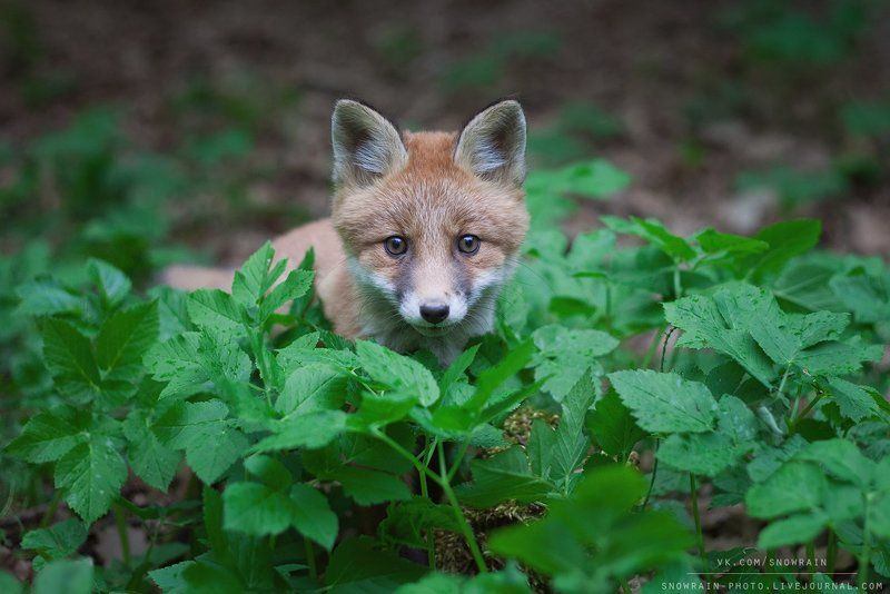 фотоохота, лиса, животные, природа, дикая природа, анималистика, лисенок, wildlife, wildlifephoto, nature, animal, fox Майский лисенок фото превью