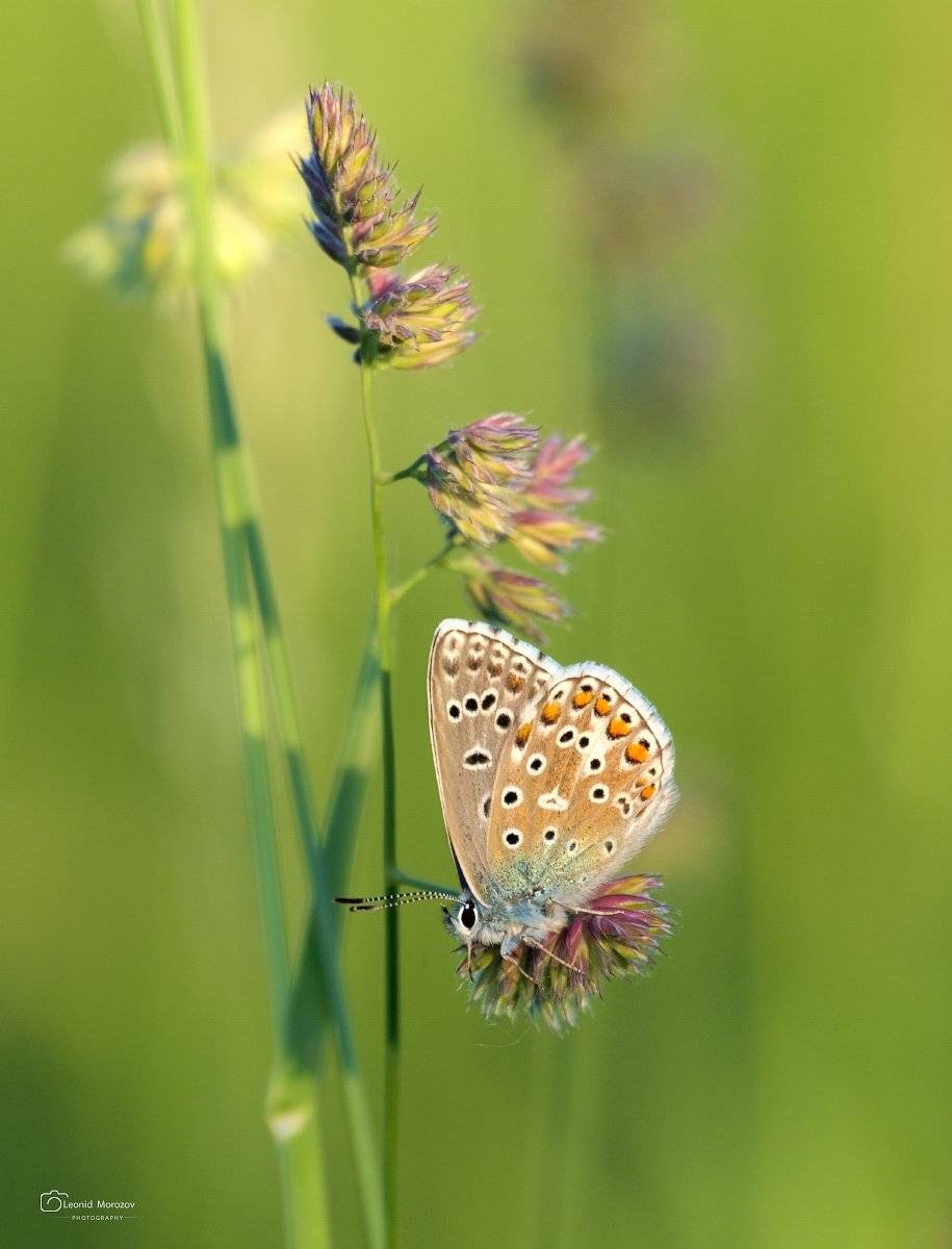 пейзаж., природа., город, .облака., небо., карпаты., горы., Леонид Морозов