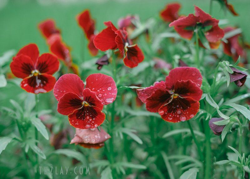 анютины глазки, капельки Слёзы для Анютиных глазок фото превью