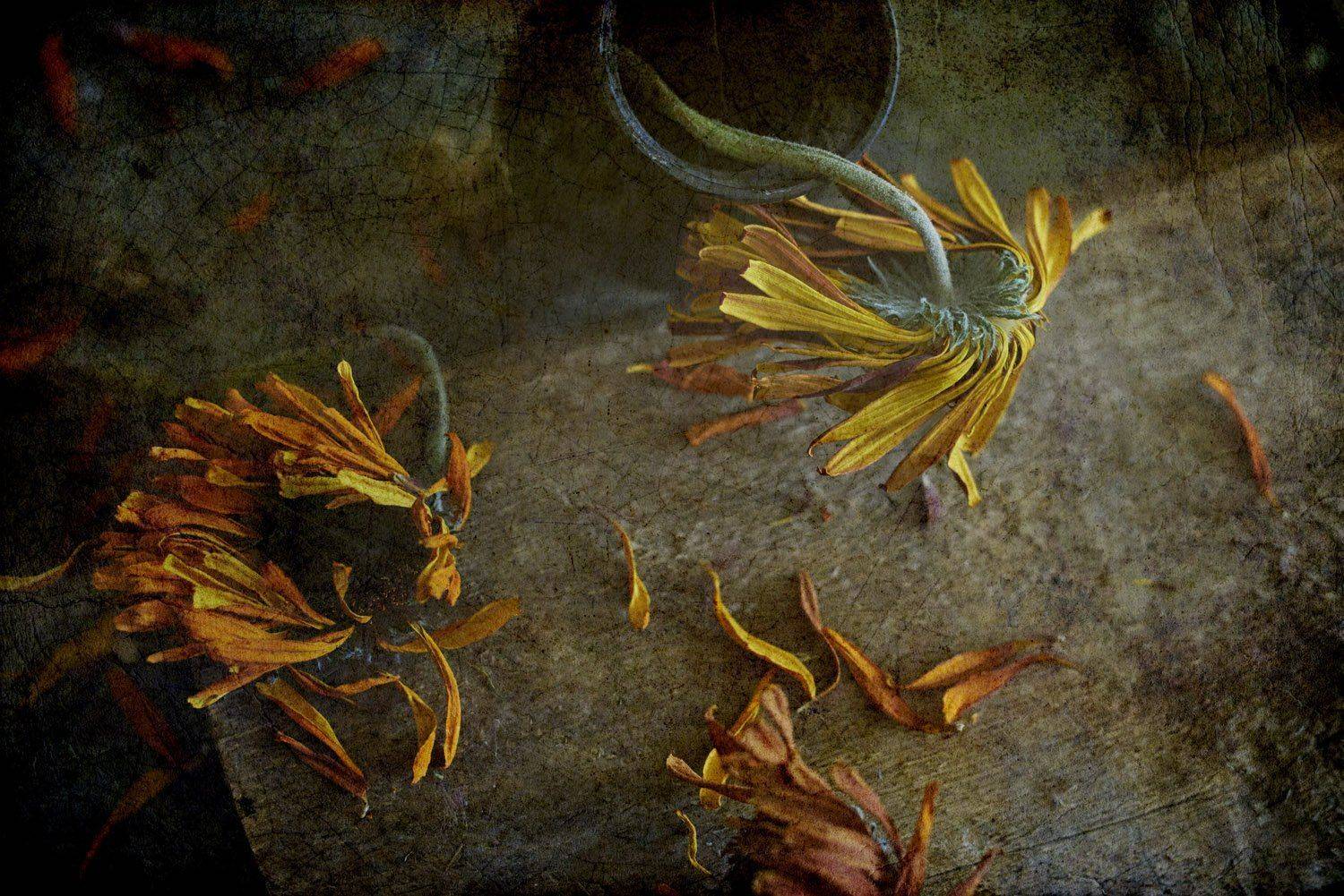 цветы, сухие, засохшие, лепестки, дерево, доска, стол, вид сверху, ваза, желтые, Игорь Токарев