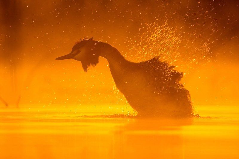 Брызги шампанского. фото превью