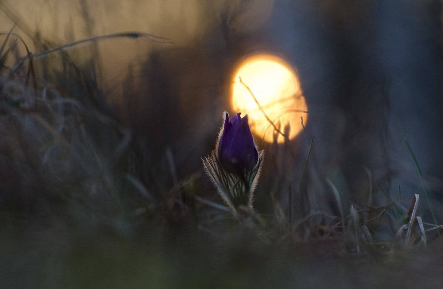 прострел, сон - трава, вечер, Михаил Агеев