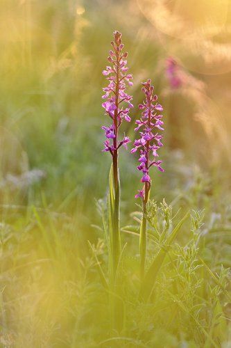Рассвет на болоте