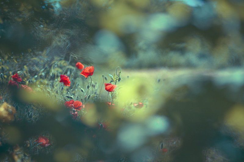 poppies The window фото превью