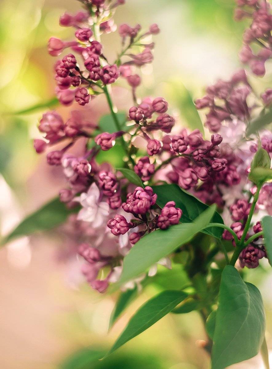 цветы весна макро сирень, Чернякова Анна