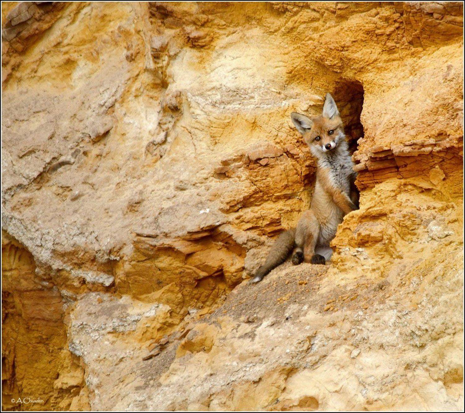 лисёнок,песчаный,карьер,нора, Александр Чувилин