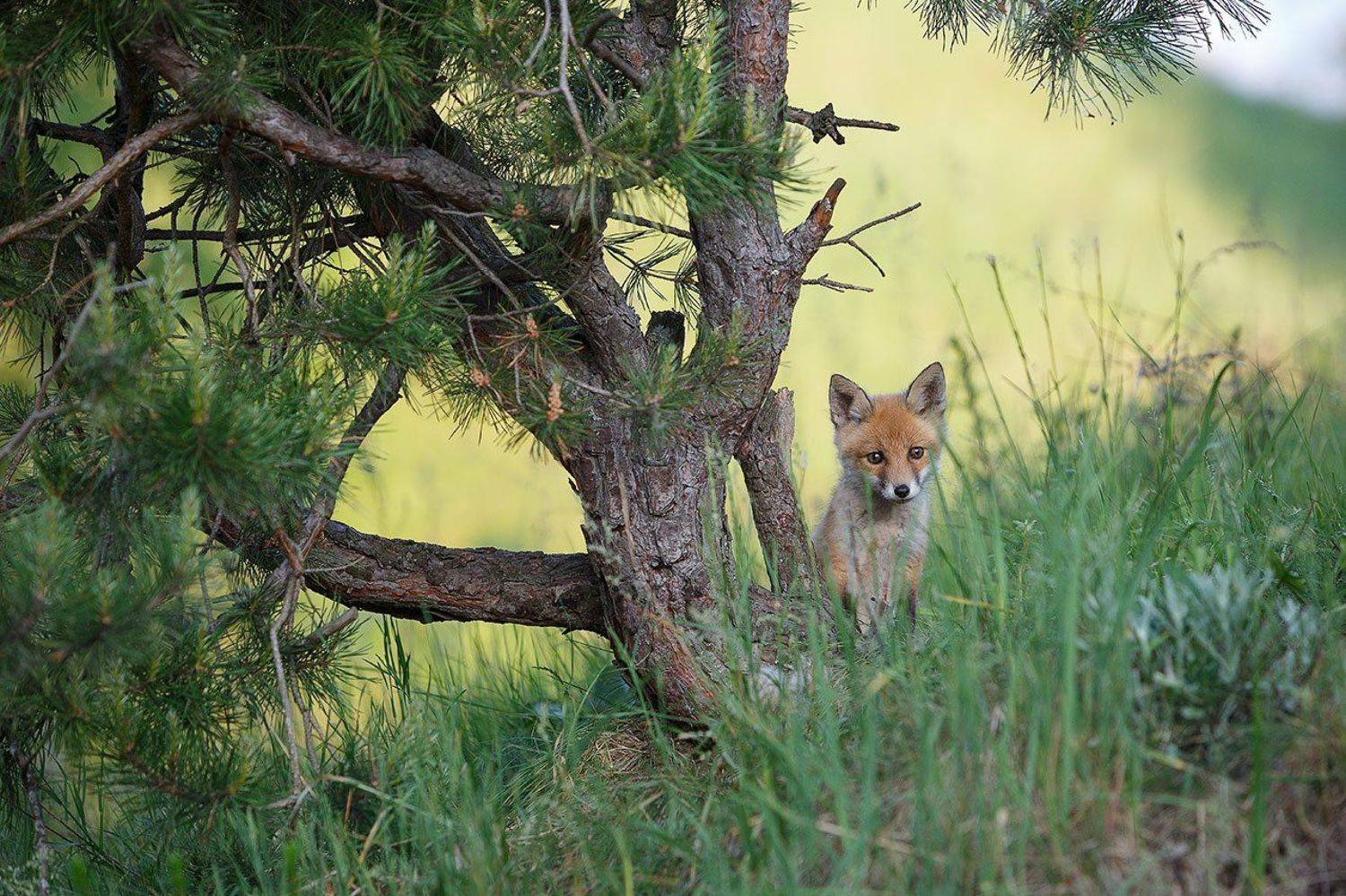 , Юрий Сорокин
