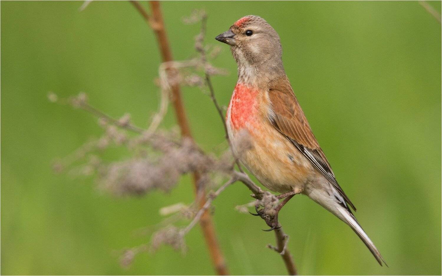 , Руслан Сигушин