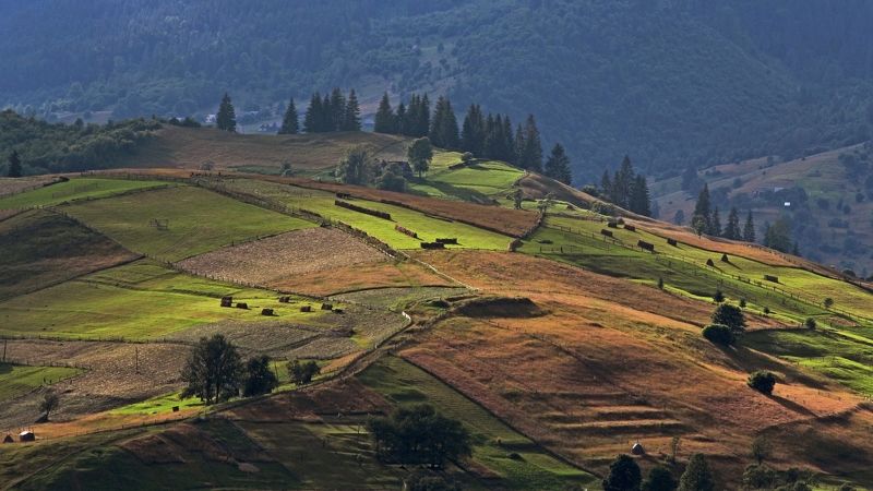 карпаты, лето, сенокосы Карпатская мозаика фото превью