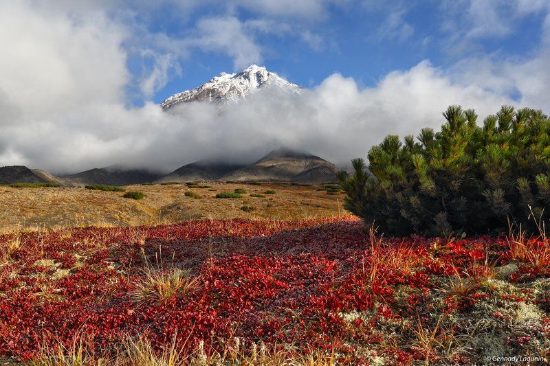 камчатка Там вулканы спят на облаках фото превью