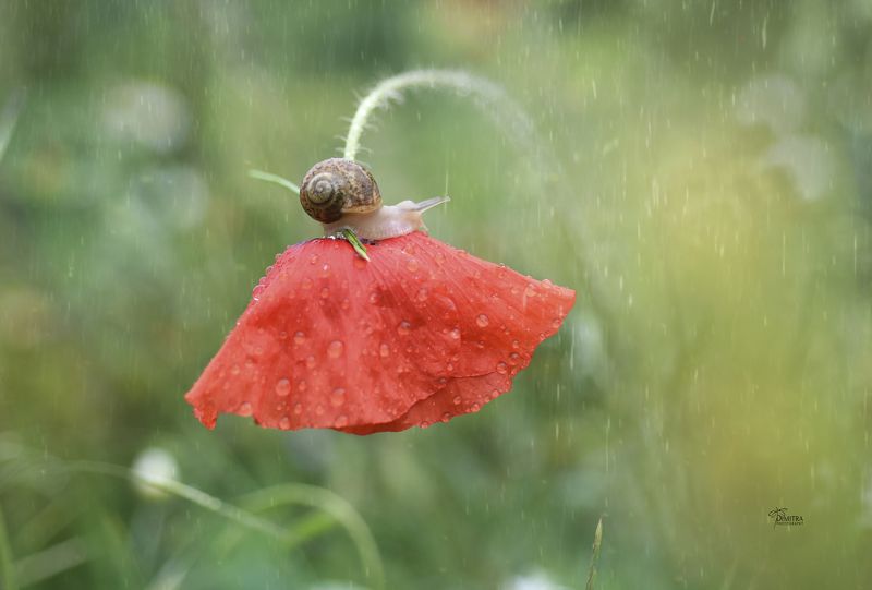 Под дождем фото превью