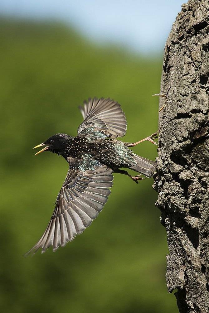 , Иваненко Светлана