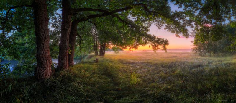 Ветвь фото превью