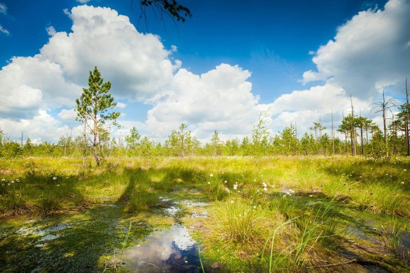 болото, лес, заказник 40 мин по \