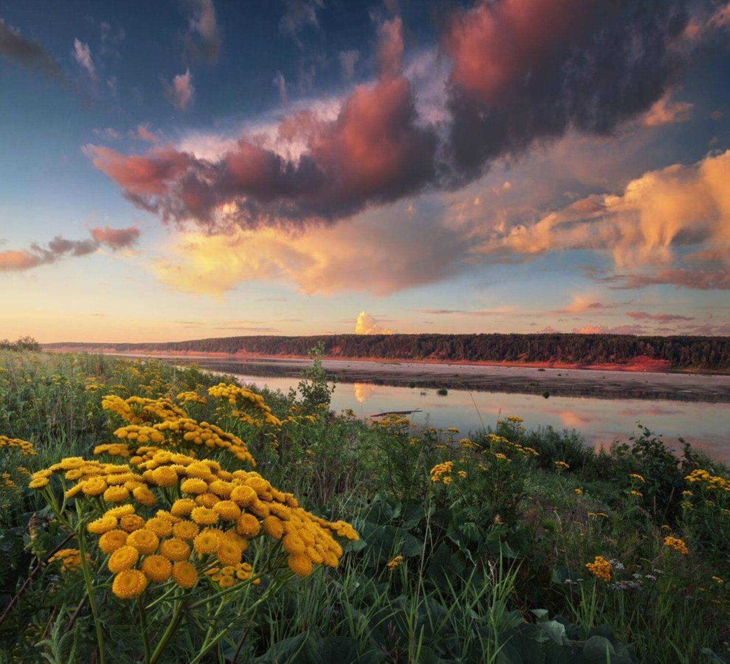 Вечер, закат, река, лето, пижма, луг, поле,цветы., Смольский Евгений