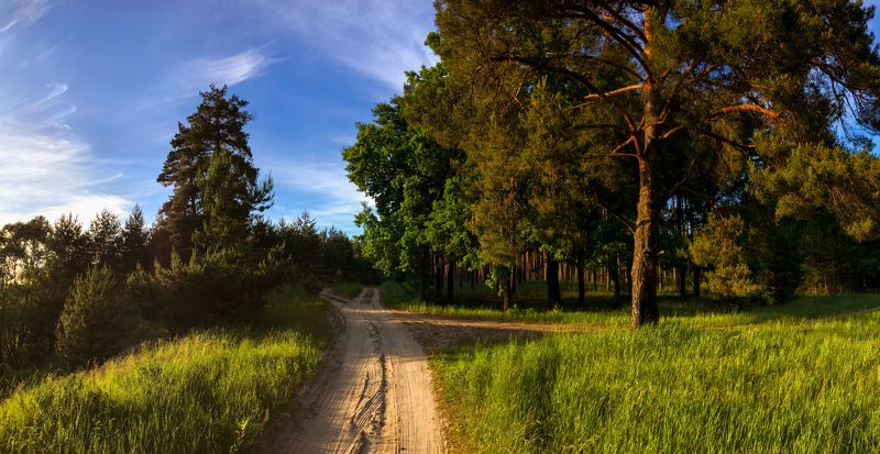 Через лес фото превью