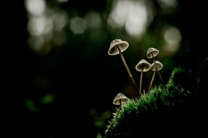 fungi, fungus, mushroom, green, moods, nature, natural, macro, close-up Morning light´s фото превью